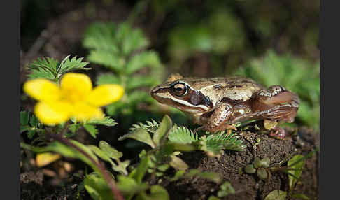 Moorfrosch (Rana arvalis)