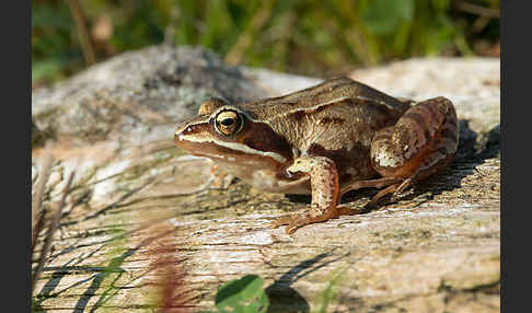 Moorfrosch (Rana arvalis)