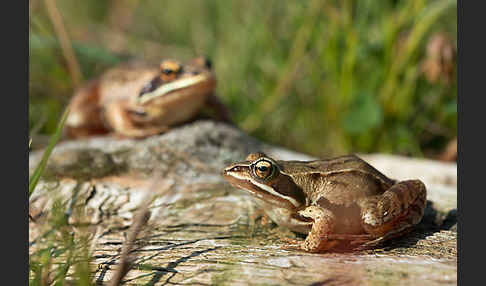 Moorfrosch (Rana arvalis)