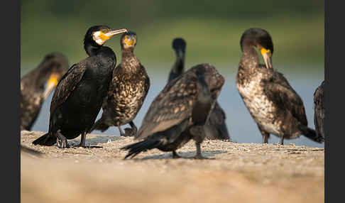 Kormoran (Phalacrocorax carbo)