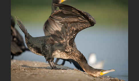 Kormoran (Phalacrocorax carbo)