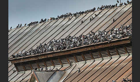 Haustaube (Columba livia domestica)