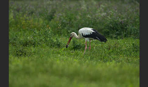 Weißstorch (Ciconia ciconia)