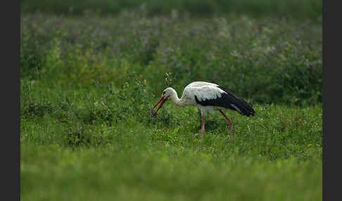 Weißstorch (Ciconia ciconia)