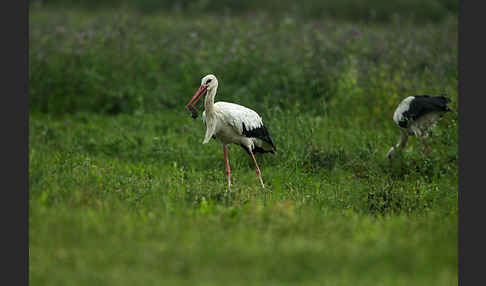 Weißstorch (Ciconia ciconia)