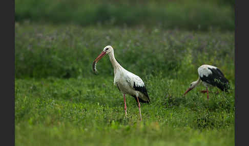 Weißstorch (Ciconia ciconia)