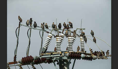 Star (Sturnus vulgaris)