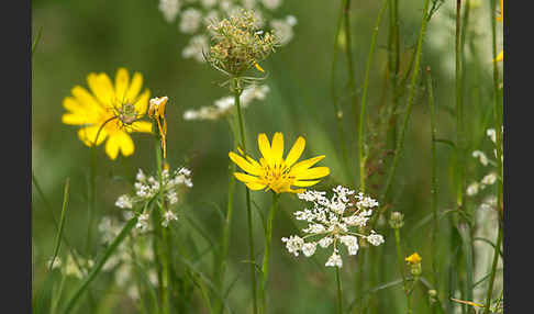 Wiesen-Bocksbart (Tragopogon pratensis)