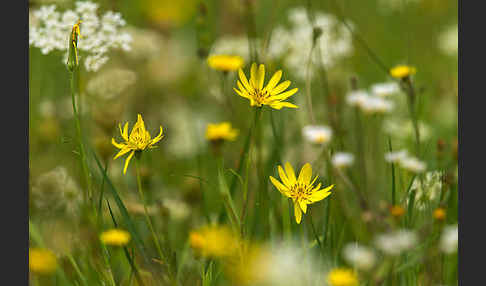 Wiesen-Bocksbart (Tragopogon pratensis)