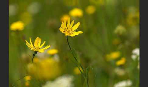 Wiesen-Bocksbart (Tragopogon pratensis)