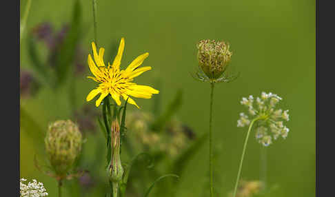 Wiesen-Bocksbart (Tragopogon pratensis)