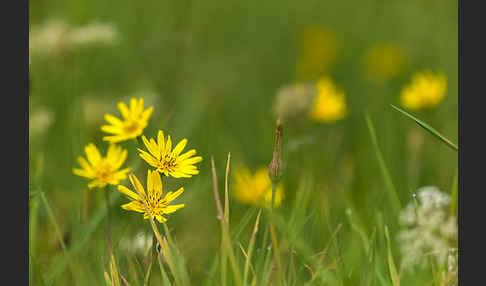 Wiesen-Bocksbart (Tragopogon pratensis)