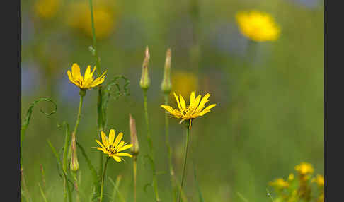 Wiesen-Bocksbart (Tragopogon pratensis)