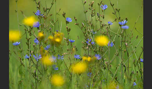 Gewöhnliche Wegwarte (Cichorium intybus)