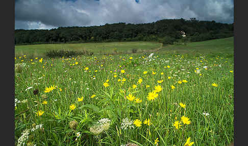 Wiesen-Bocksbart (Tragopogon pratensis)