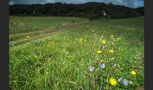 Wiesen-Bocksbart (Tragopogon pratensis)