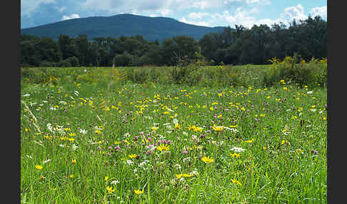 Wiesen-Bocksbart (Tragopogon pratensis)