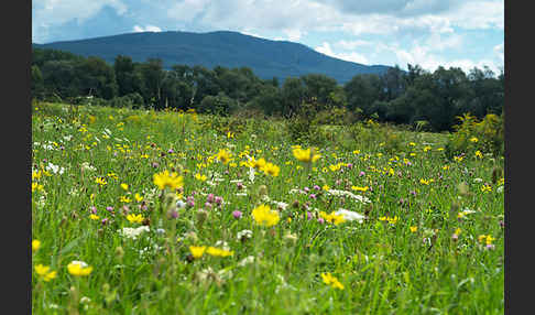 Wiesen-Bocksbart (Tragopogon pratensis)