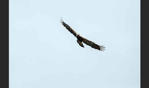 Kaiseradler (Aquila heliaca)