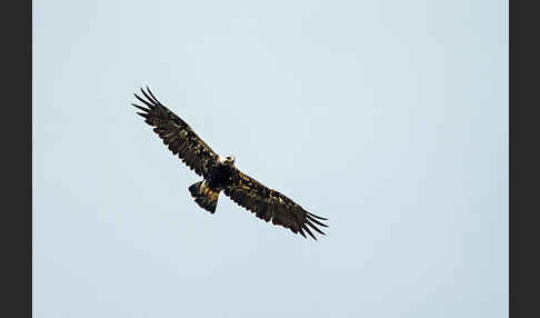 Kaiseradler (Aquila heliaca)