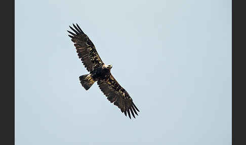 Kaiseradler (Aquila heliaca)