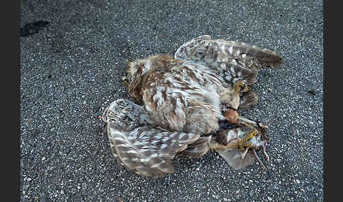 Steinkauz (Athene noctua)