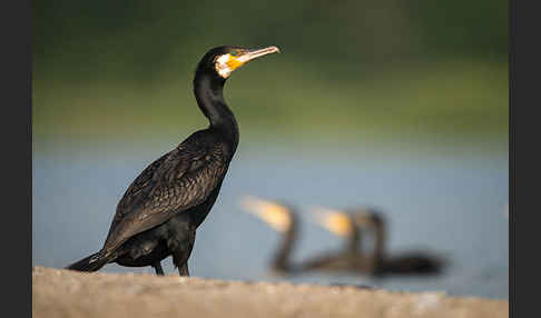 Kormoran (Phalacrocorax carbo)