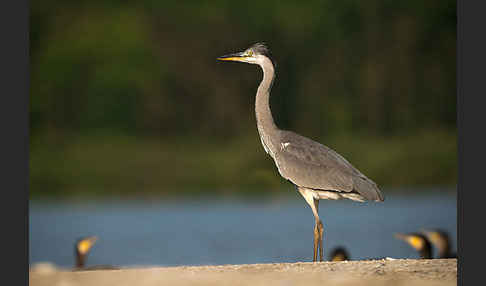 Graureiher (Ardea cinerea)