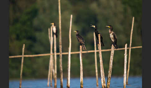 Kormoran (Phalacrocorax carbo)