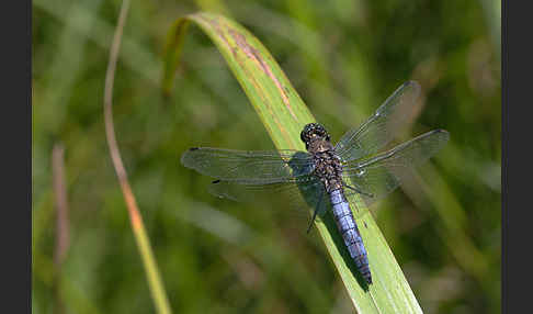 Großer Blaupfeil (Orthetrum cancellatum)