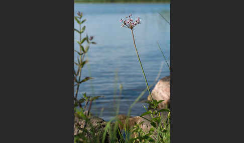 Schwanenblume (Butomus umbellatus)