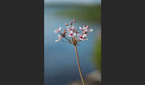 Schwanenblume (Butomus umbellatus)