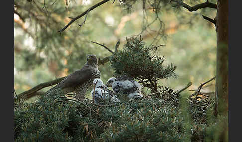 Habicht (Accipiter gentilis)