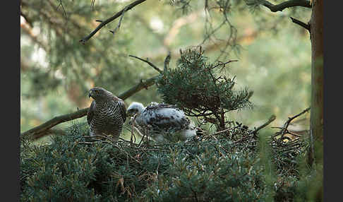 Habicht (Accipiter gentilis)