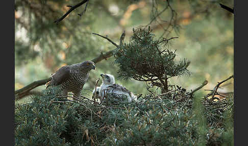 Habicht (Accipiter gentilis)