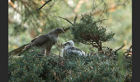 Habicht (Accipiter gentilis)