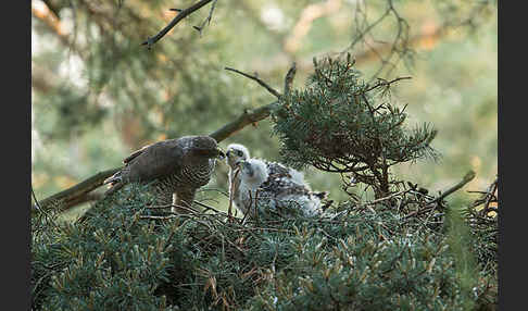 Habicht (Accipiter gentilis)