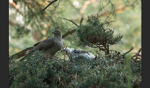 Habicht (Accipiter gentilis)