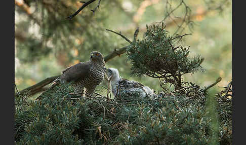 Habicht (Accipiter gentilis)