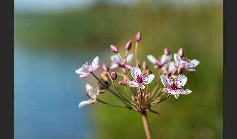 Schwanenblume (Butomus umbellatus)