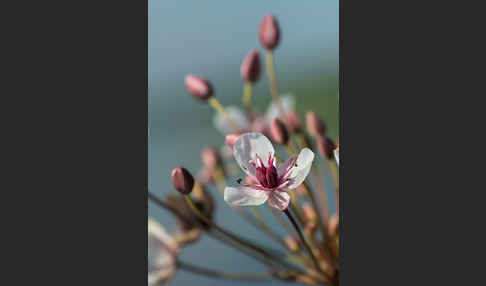 Schwanenblume (Butomus umbellatus)