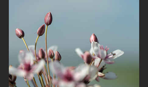 Schwanenblume (Butomus umbellatus)