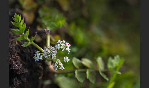 Kriechender Sellerie (Apium repens)