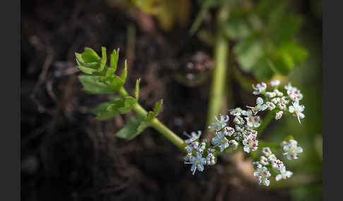 Kriechender Sellerie (Apium repens)