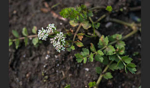 Kriechender Sellerie (Apium repens)