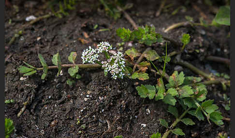 Kriechender Sellerie (Apium repens)