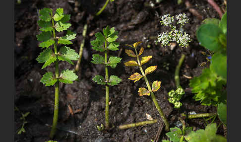 Kriechender Sellerie (Apium repens)