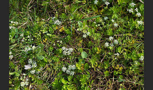 Kriechender Sellerie (Apium repens)