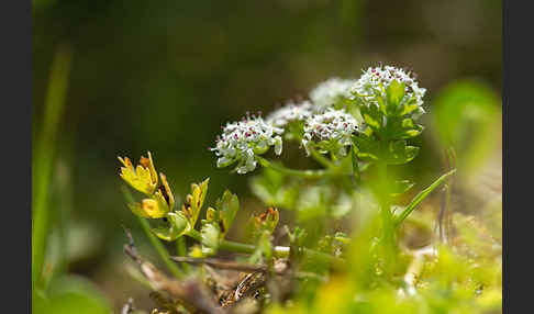 Kriechender Sellerie (Apium repens)