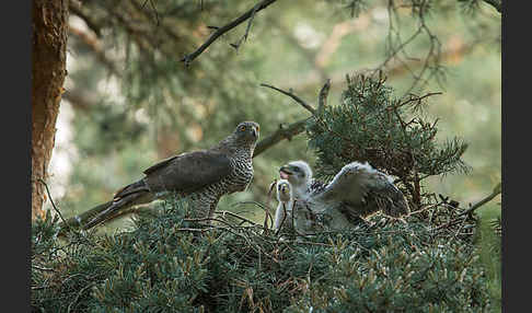 Habicht (Accipiter gentilis)